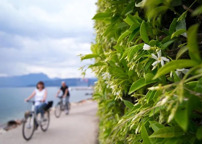 Daisy * ברדולינו